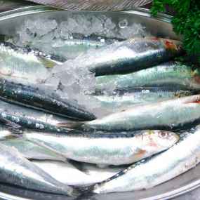 Sardine fish